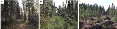 Seismic Line Disturbance Alters Soil Physical and Chemical Properties Across Boreal Forest and Peatland Soils